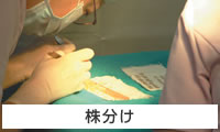 株分け