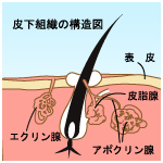 外科的手術（剪除法）