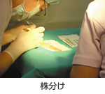 株分け