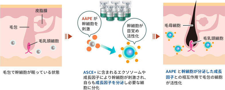 毛包と幹細胞と成長因子の説明