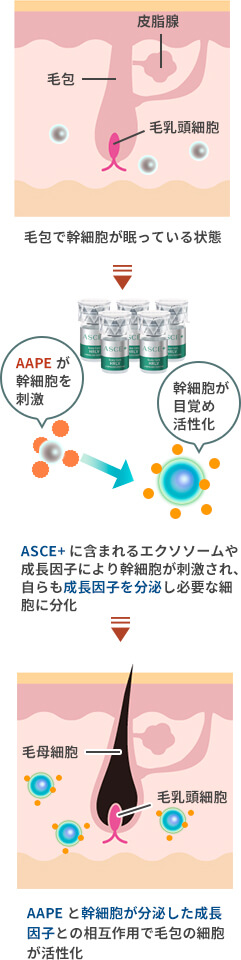 毛包と幹細胞と成長因子の説明