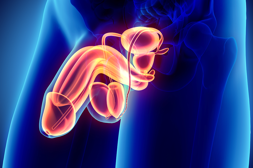 ペニスにできものができた場合の原因、病気の種類と治療法について