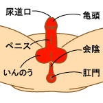 コンジローマ(コンジローム)