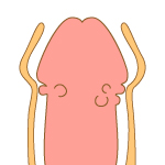 ペニスにイボのようなブツブツができた